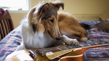 Cinco temas de rock imprescindibles para pasar el Día del Perro con tus colegas peludos
