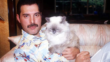 El “clon” de Freddie Mercury (Queen) en forma de gato que hubiera enamorado al cantante