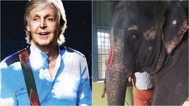 Paul McCartney se entera de que están torturando a un elefante en India: no tarda en hacer esto